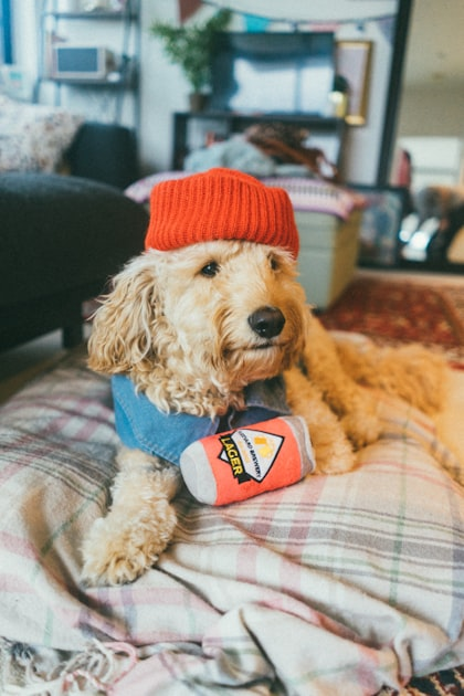 Essential Pet Care Tips