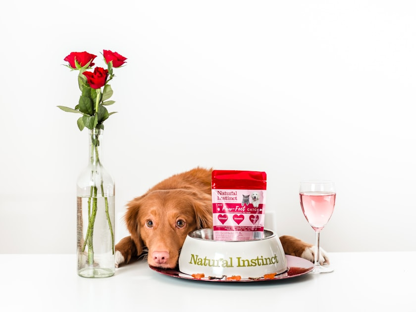 Understanding Pet Behavior