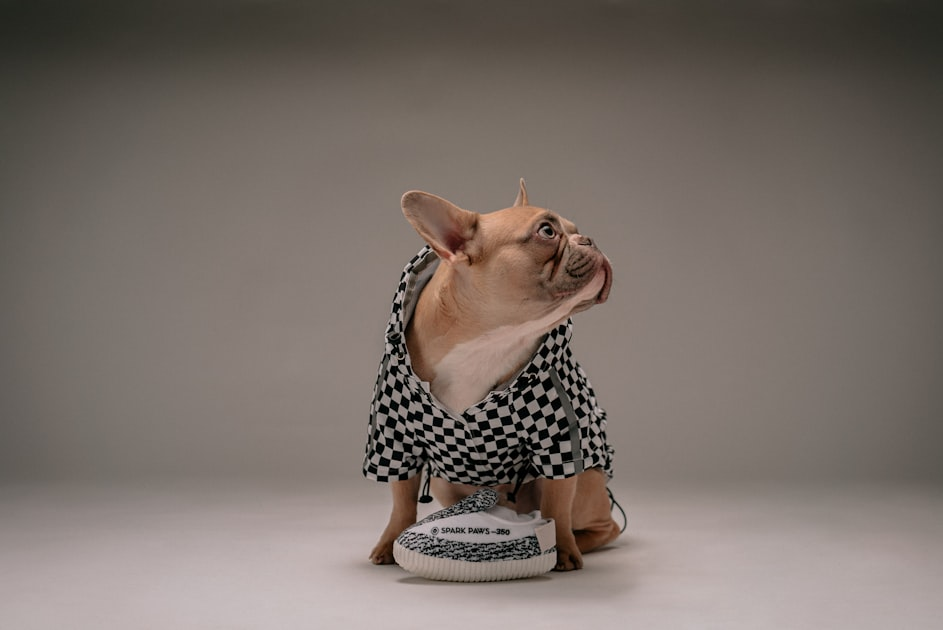 The Importance of Pet Training
