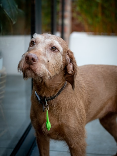 Grooming Your Pet at Home