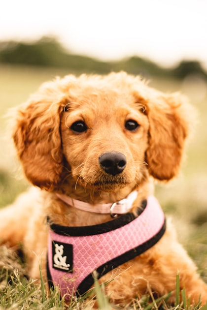 Creating a Safe Space for Your Pet