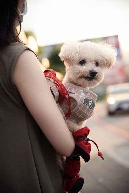 Choosing the Right Pet Food